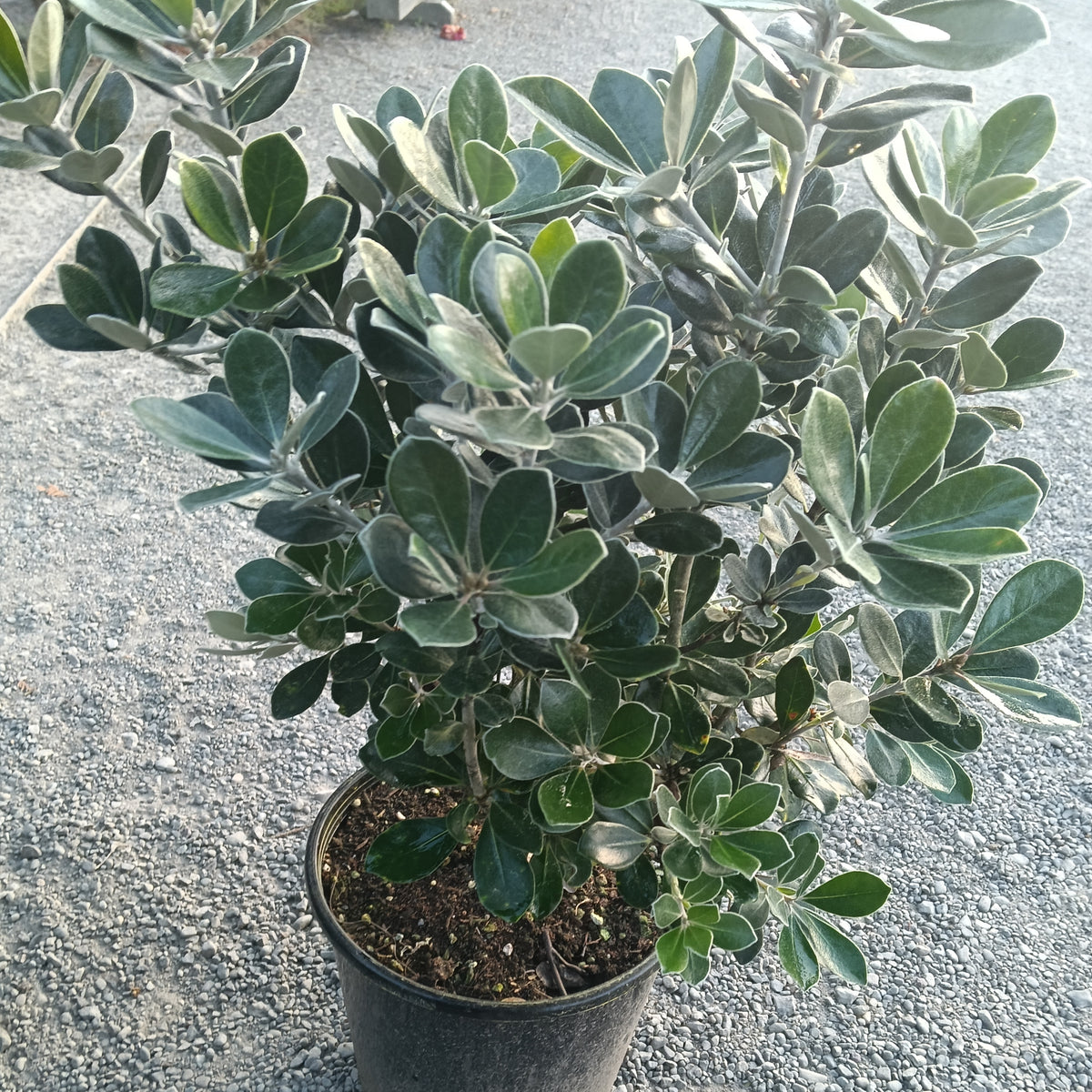 Pittosporum crassifolium 'Pot Belly' (Karo, Stiffleaf Cheesewood) PVR
