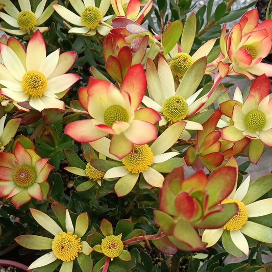 Leucadendron 'Harvest' (Conebush)
