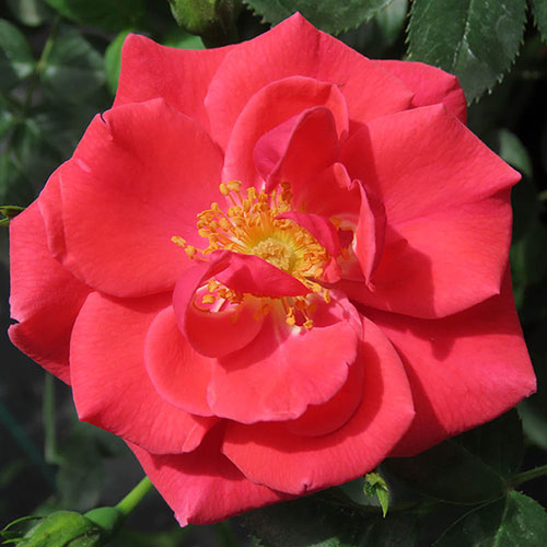 Rosa Flower Carpet® 'Scarlet' (Carpet Rose)