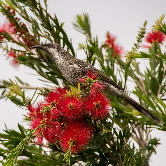 Callistemon viminalis 'Slim' PVR (Bottlebrush)