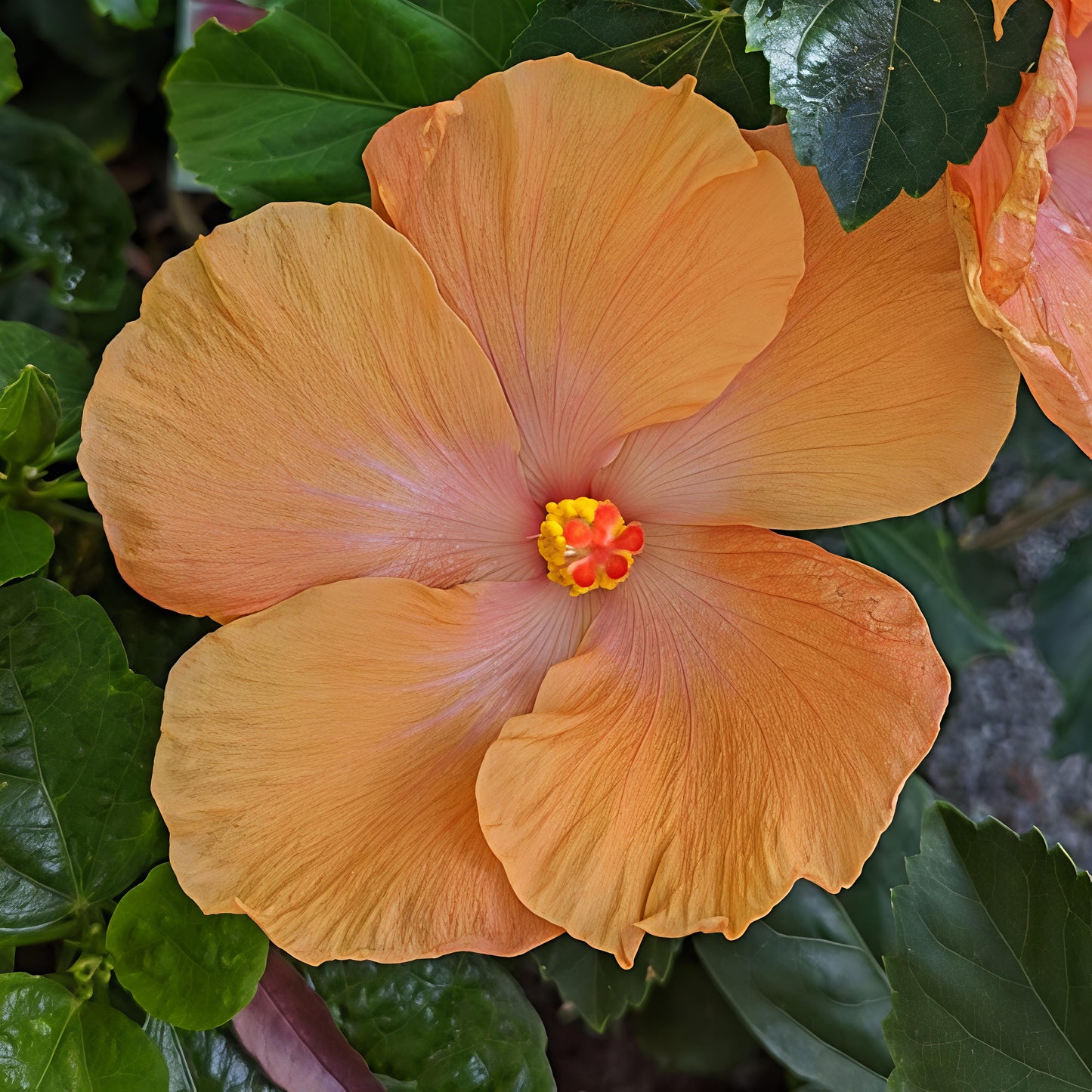 Hibiscus x rosa-sinensis
'Golden Queen' (Fijian Hibiscus)
