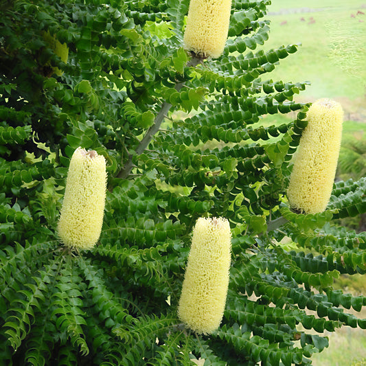 Banksia grandis (Bull Banksia)