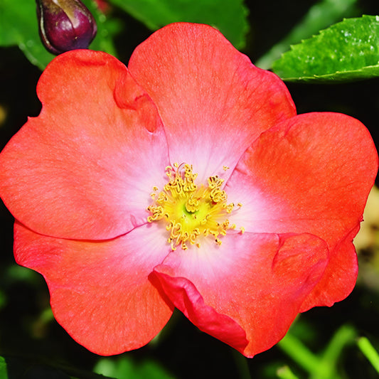 Rosa Flower Carpet® 'Sunset' (Carpet Rose)