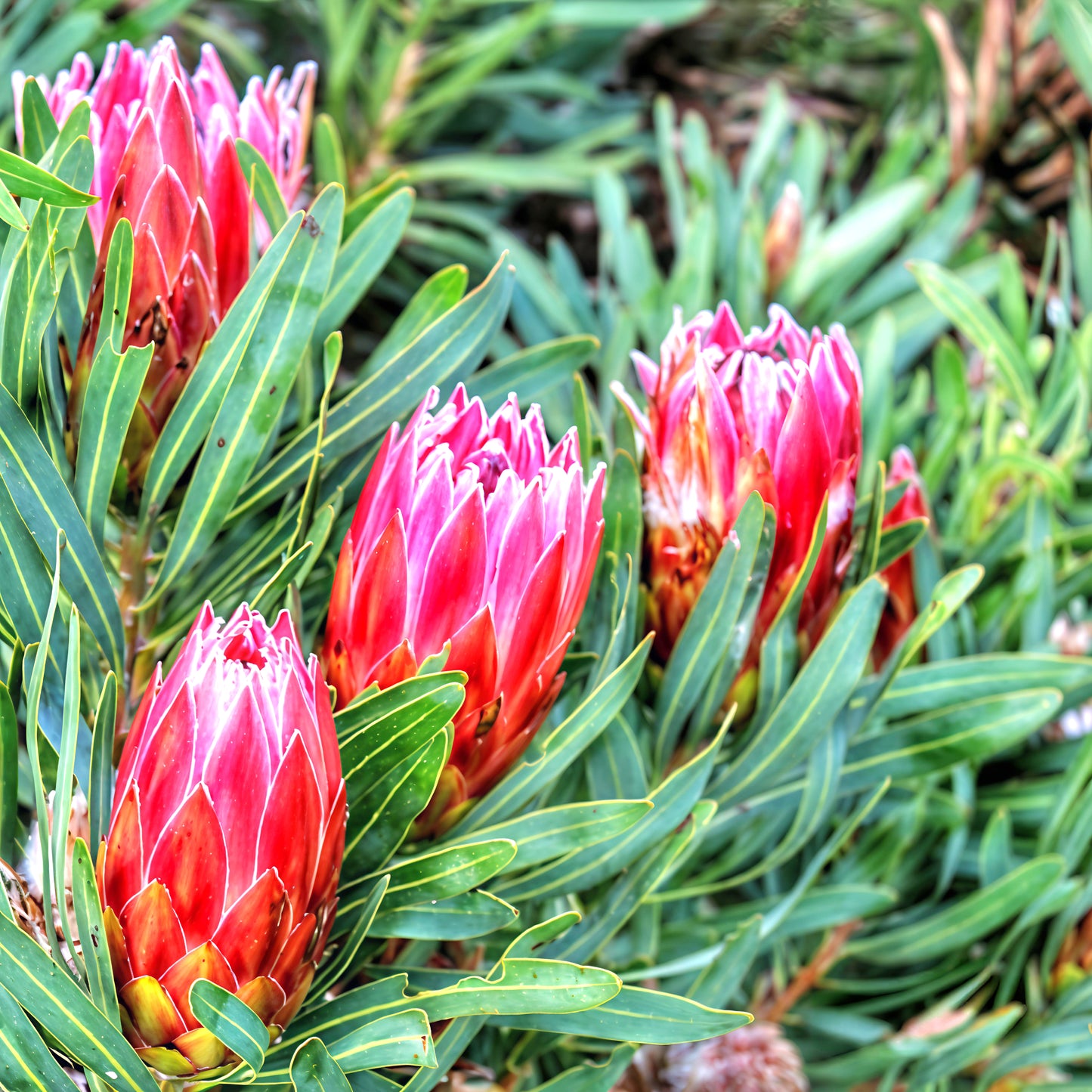 Protea 'Liebencherry' (Sugarbush)