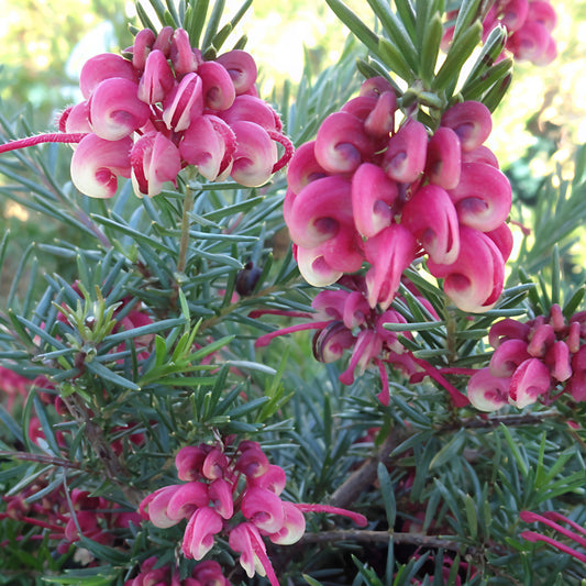 Grevillea 'Nancy Otzen' (Spider Flower)