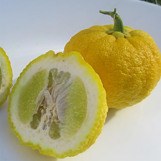 Citrus cavaleriei (Ichang Papeda)
