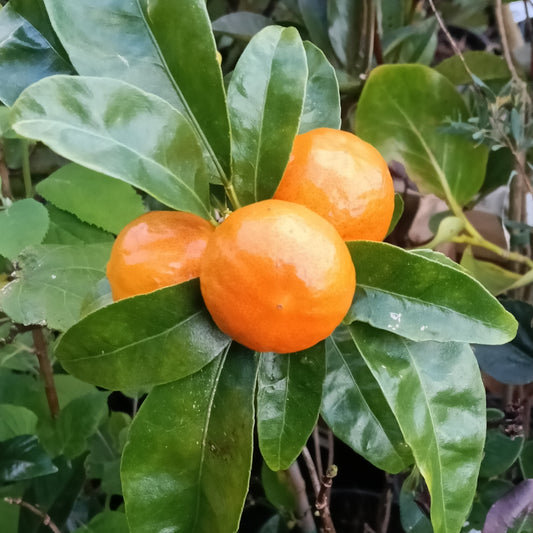 Citrus reticulata 'Bay Sweetie' (Mandarin)