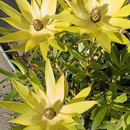Leucadendron laureolum (Peninsula Conebush)