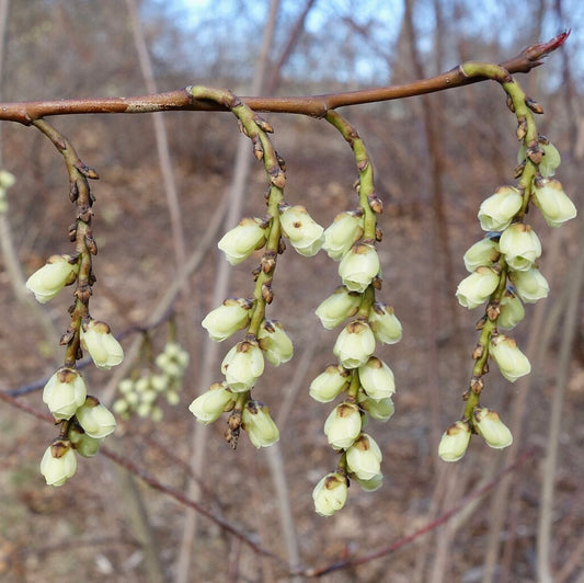 Stachyurus praecox (Early Stachyurus)