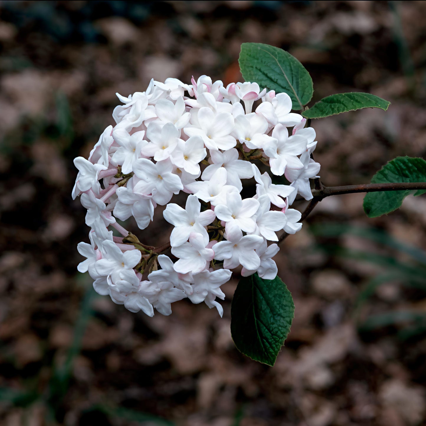 Viburnum × burkwoodii 'Fulbrook' (Arrowwood)