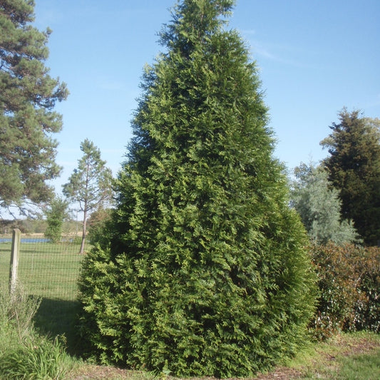 Thuja 'Green Giant' (Hybrid Arborvitae)