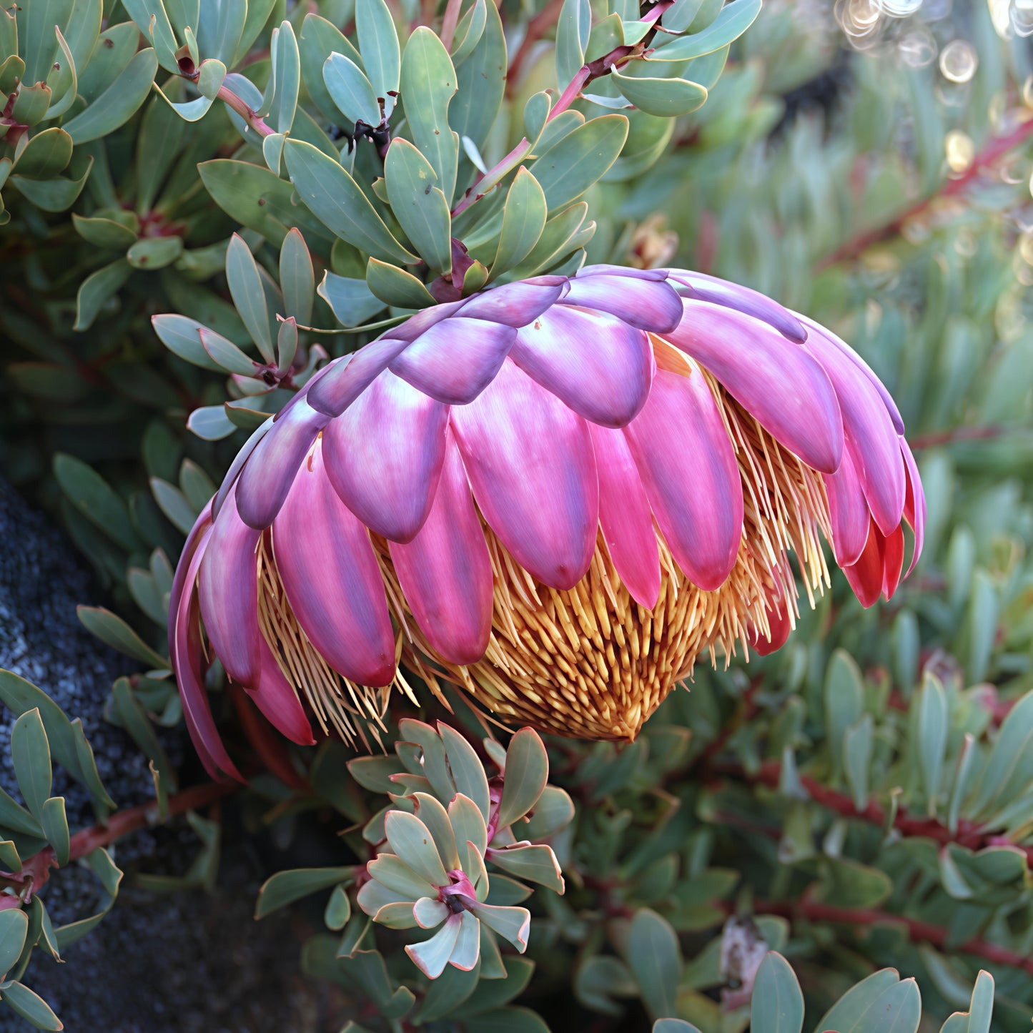 Protea sulphurea (Sulphur Sugarbush)