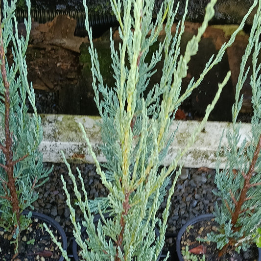 Juniperus scopulorum ‘Skyrocket’ (Rocky Mountain Juniper)