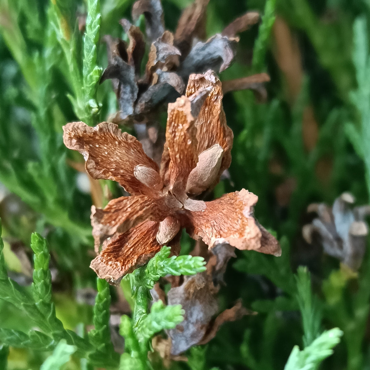 Thuja orientalis 'Blue Cone' (Blue Cone Arborvitae)