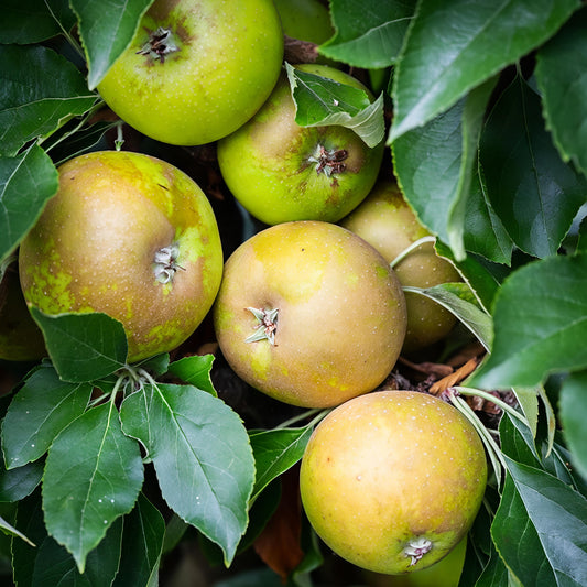 Malus domestica 'Egremont Russet' M116 (Apple)