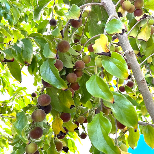Dovyalis hebecarpa (Ceylon Gooseberry)