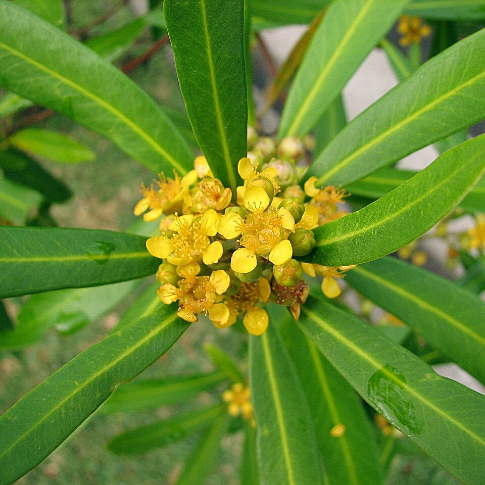 Tristaniopsis laurina (Water Gum, Kanooka)