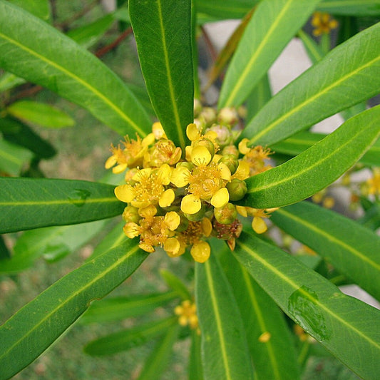 Tristaniopsis laurina (Water Gum, Kanooka)