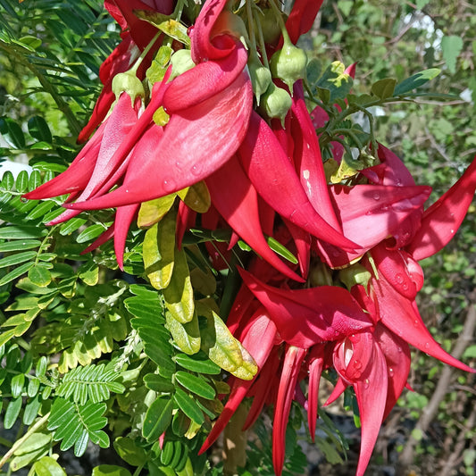 Clianthus puniceus 'Red Cardinal' (Kākābeak, Ngutukākā)