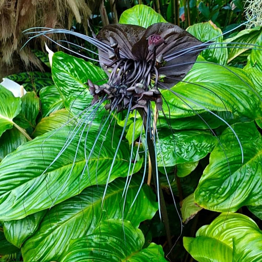 Tacca chantrieri (Black Bat Flower)