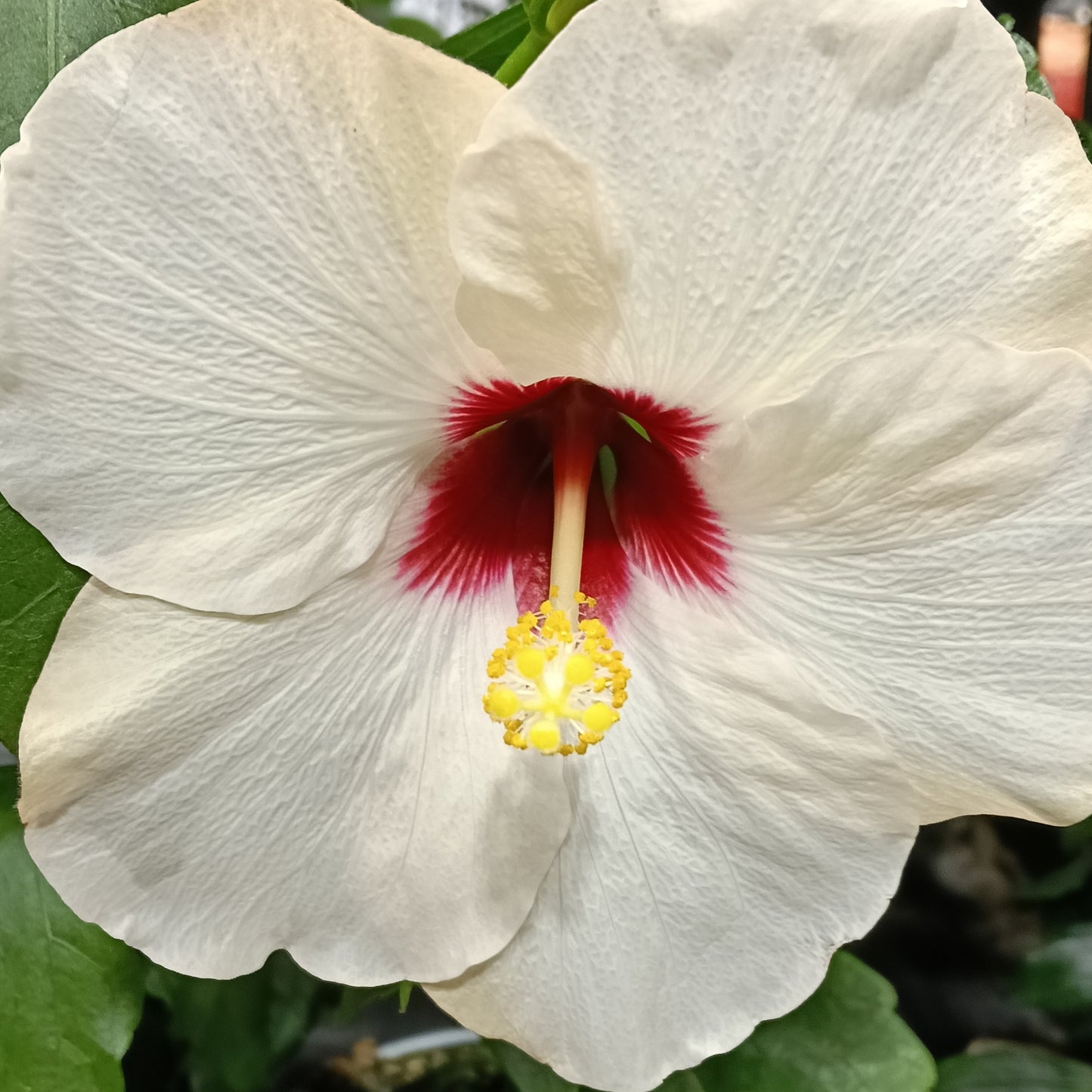 Hibiscus rosa-sinensis HibisQs® 'Adonicus Pearl'