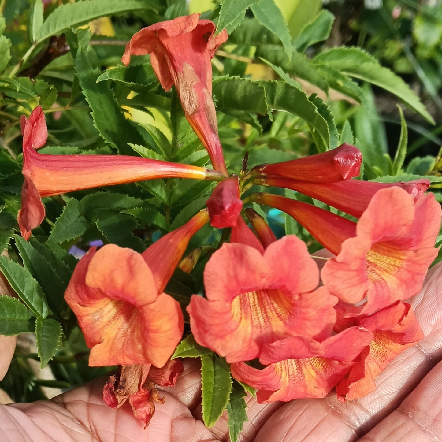 Tecoma stans 'Bells of Fire' (Red Trumpet Flower)