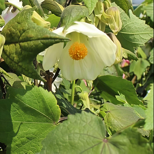 Abutilon x hybridum 'Moon White' (Chinese Lanterns)