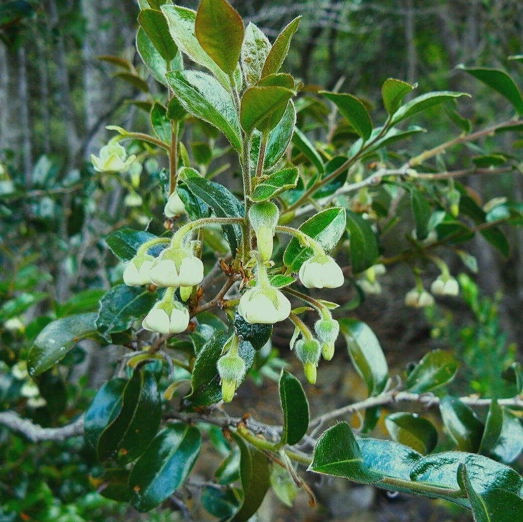 Diospyros whyteana (Wild Coffee)