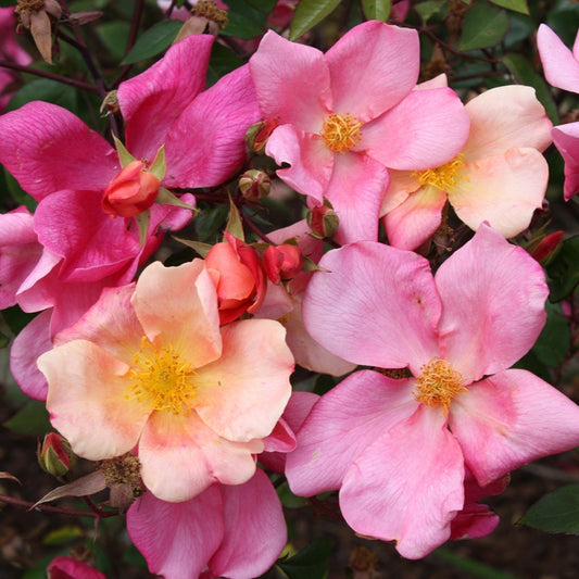 Rosa x odorata 'Mutabilis' (China Rose)