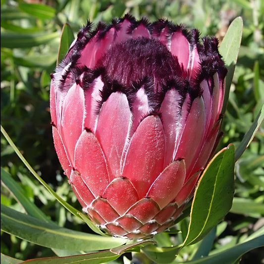 Protea magnifica 'Fiery Sunset' (Queen Protea)