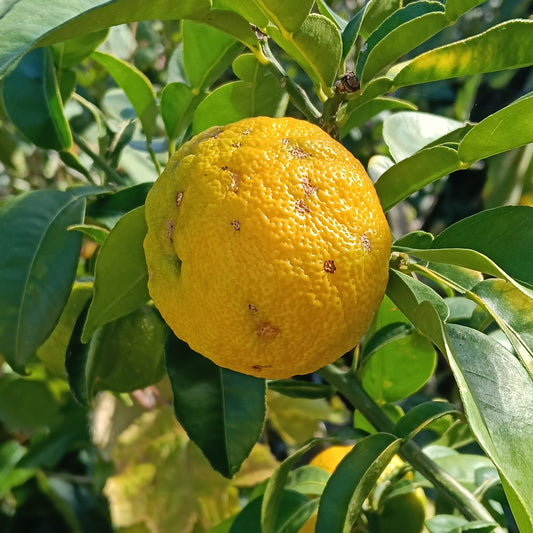 Citrus junos (Yuzu Lemon)