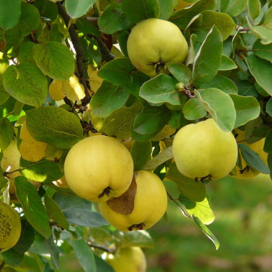 Cydonia oblonga 'Pineapple' (Quince)