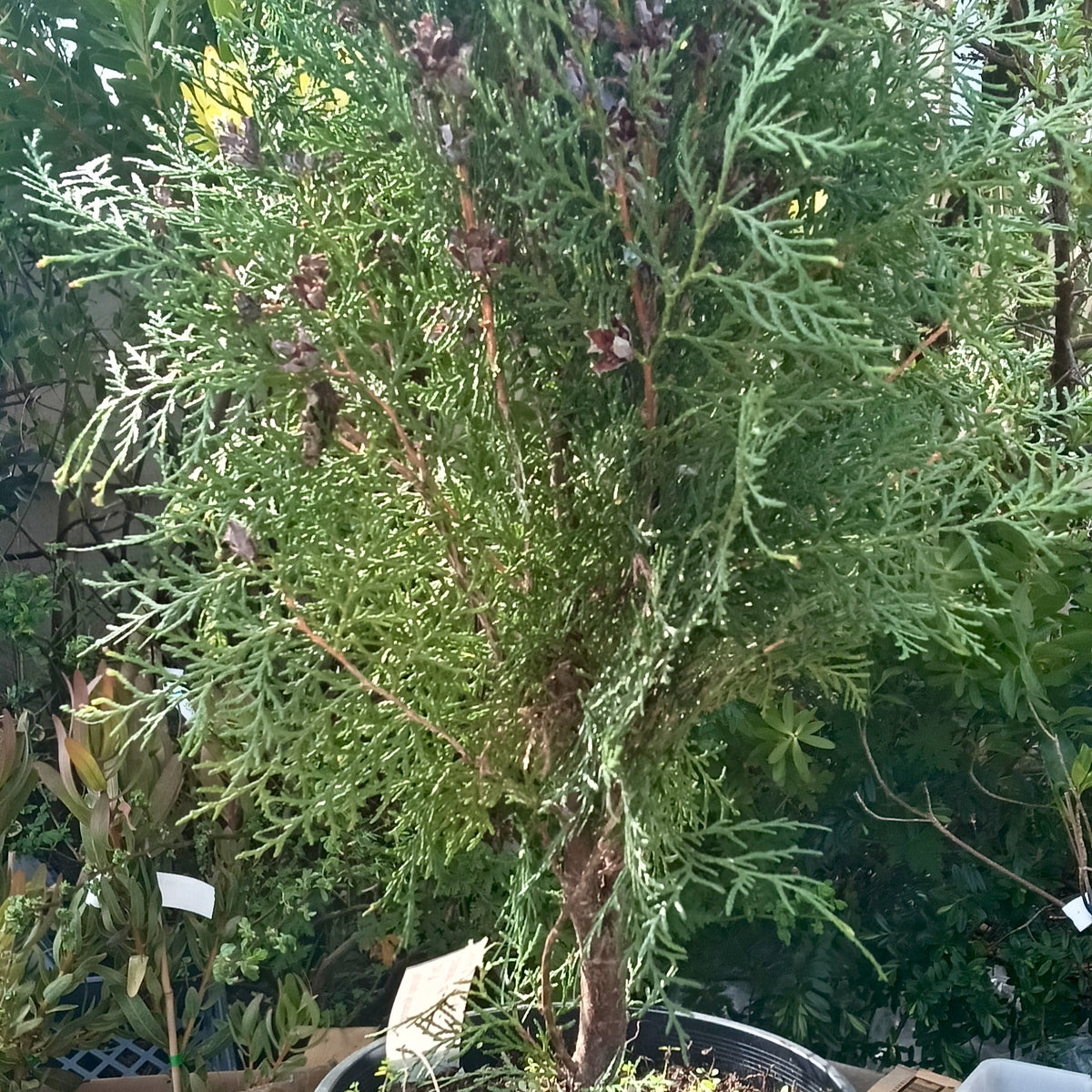 Thuja orientalis 'Blue Cone' (Blue Cone Arborvitae)
