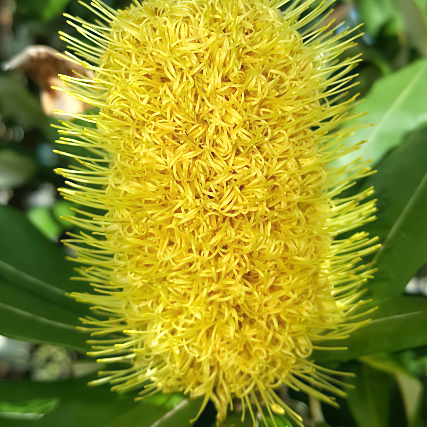 Banksia grandis 'Low Coastal' (Bull Banksia) S006
