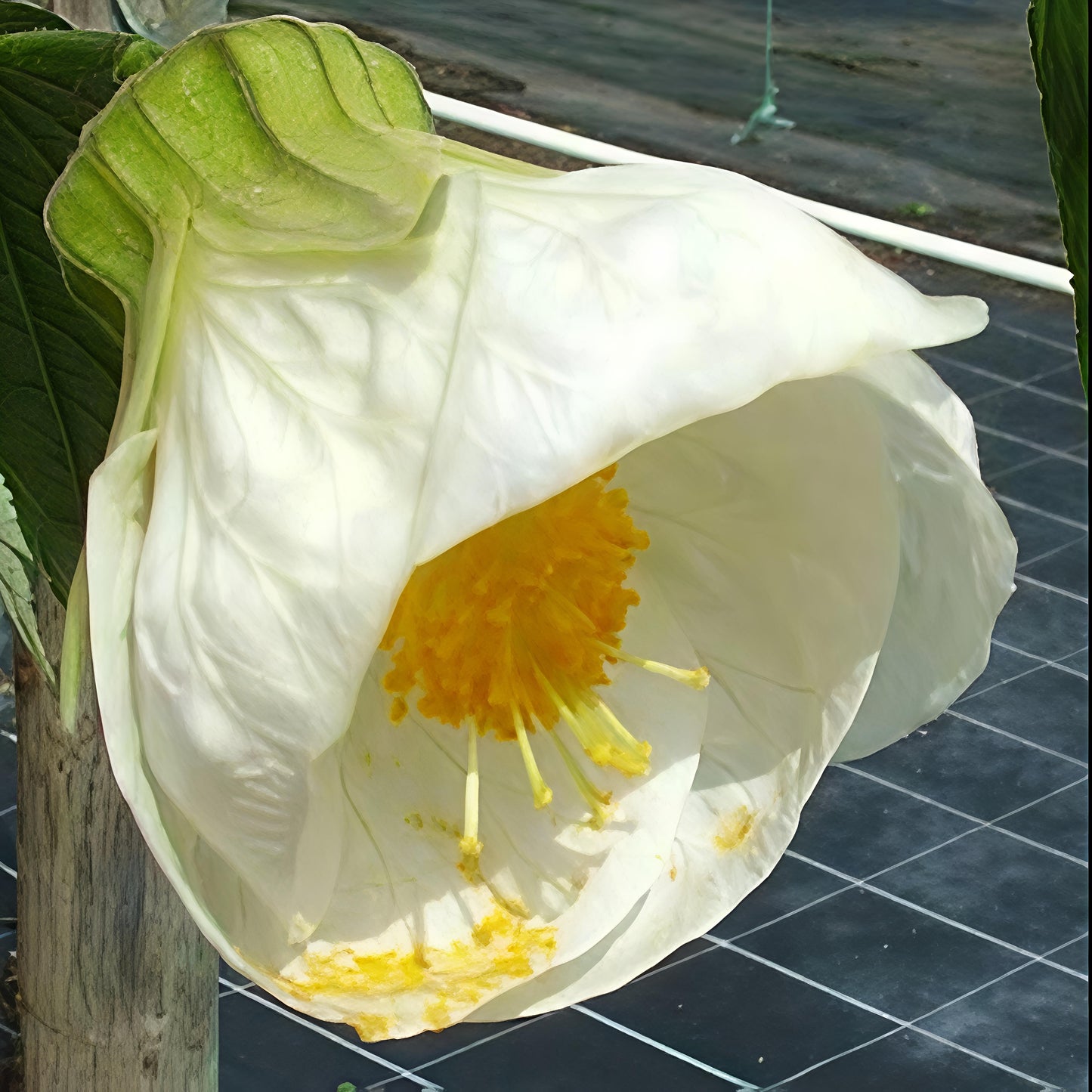 Abutilon x hybridum 'Bowl of Snow' (Chinese Lanterns)