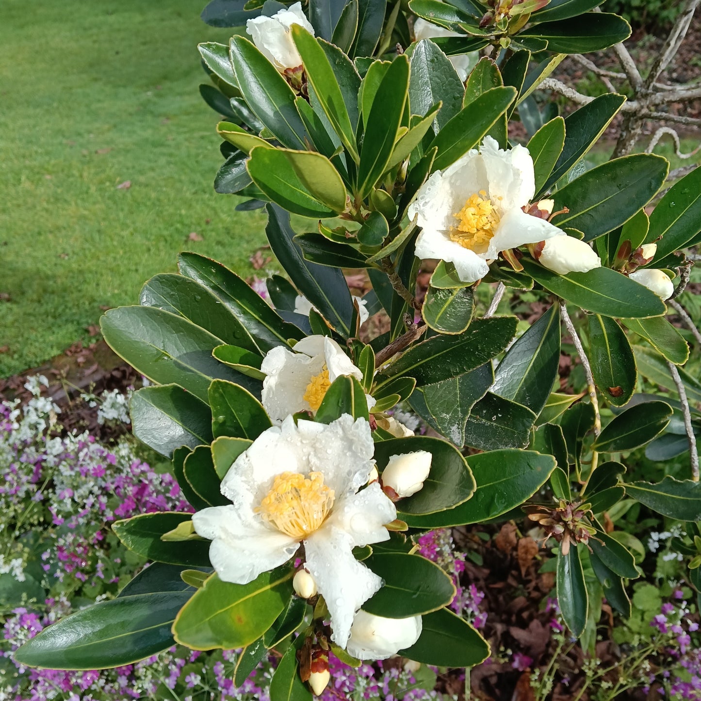 Polyspora axillaris (Fried Egg Tree)