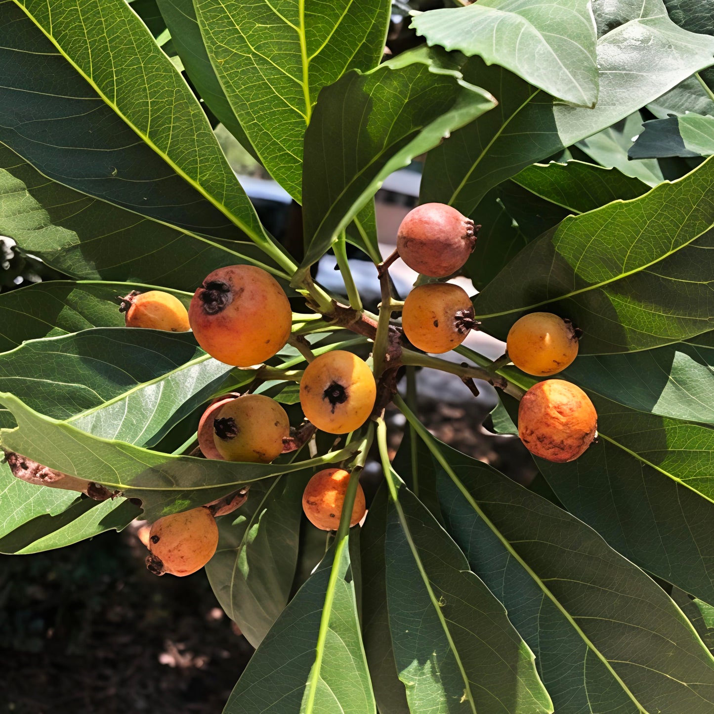 Eriobotrya deflexa (Bronze Loquat)