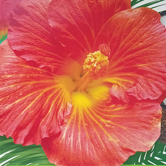 Hibiscus x rosa-sinensis 'Bright Lights'