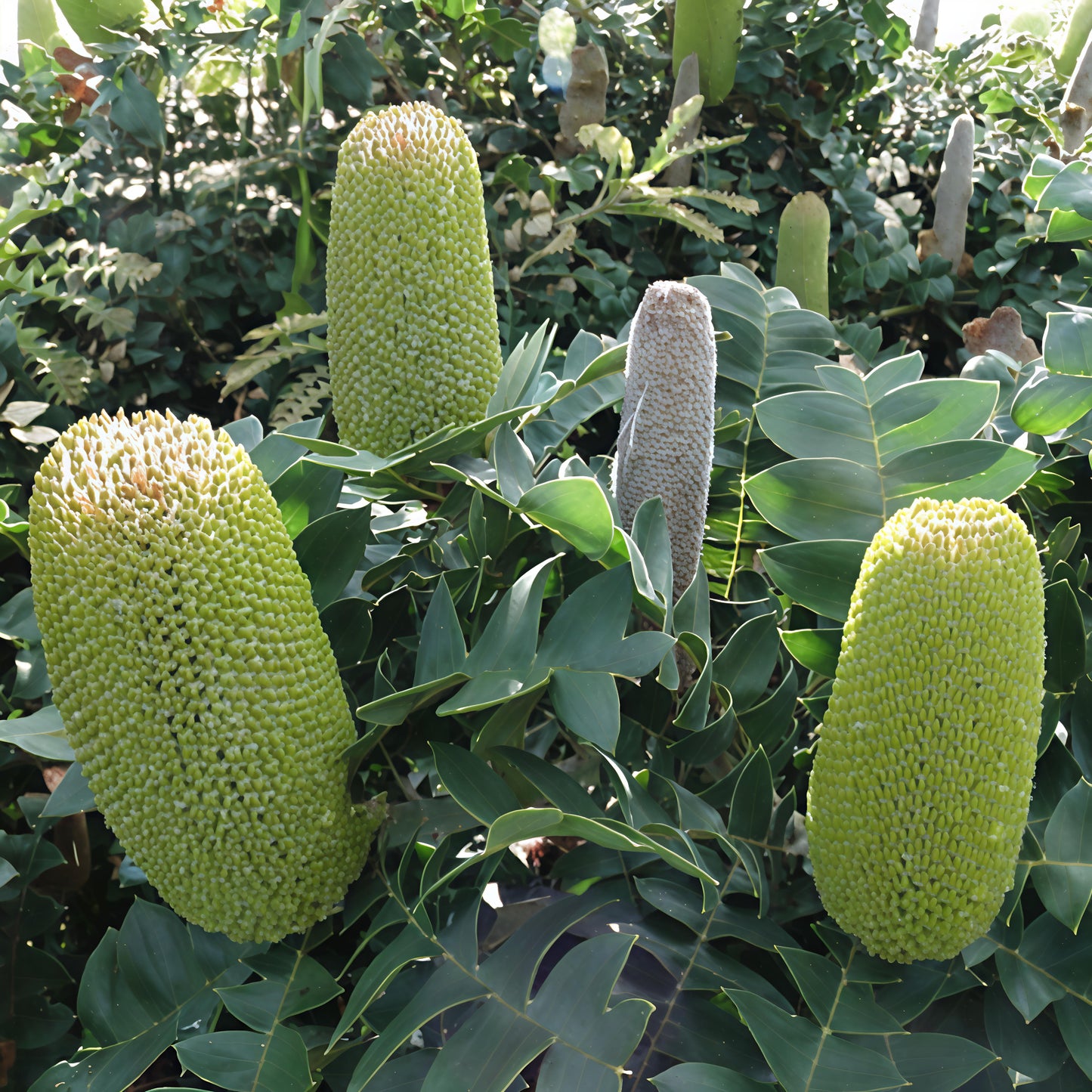Banksia grandis 'Low Coastal' (Bull Banksia) S006