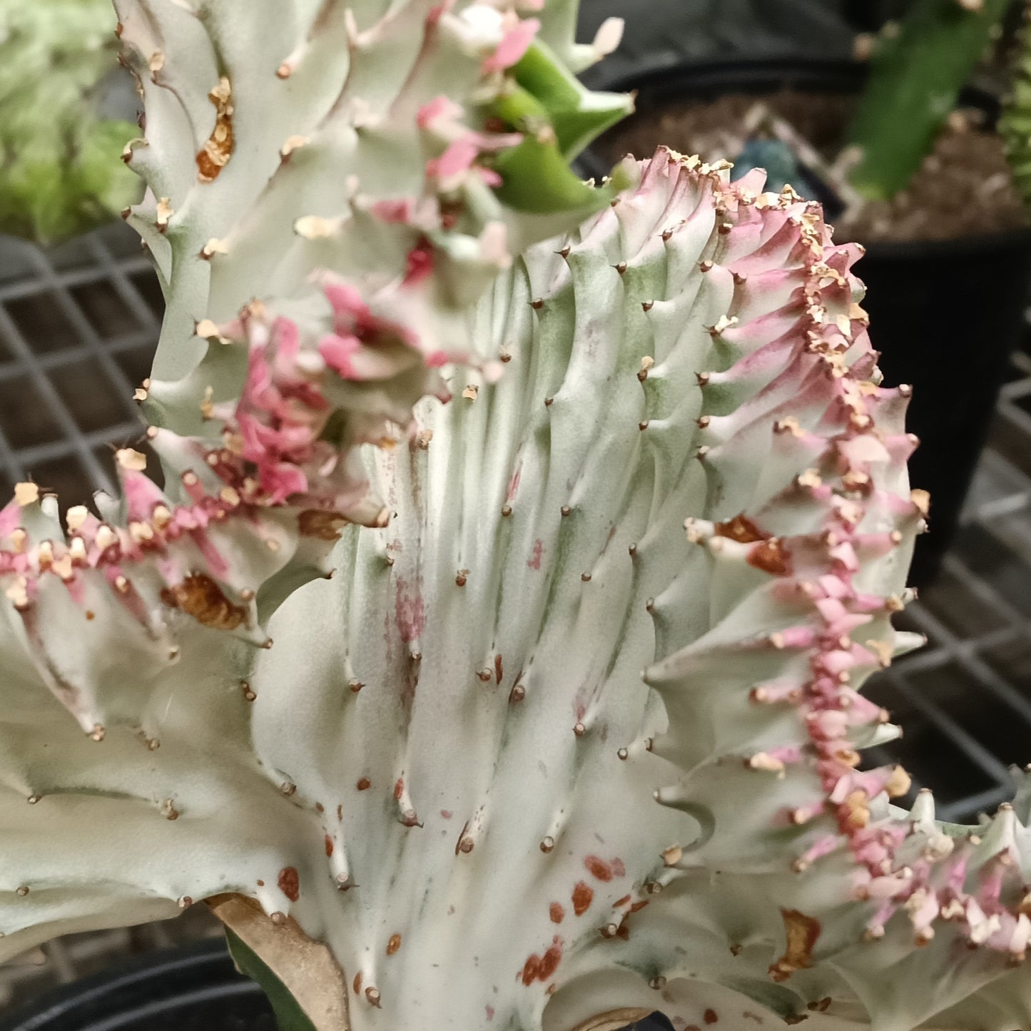 Euphorbia lactea 'Cristata' (Coral Cristata)