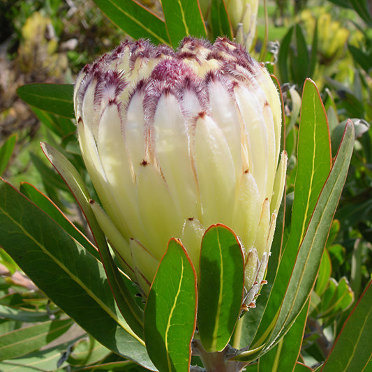 Protea neriifolia 'Green Ice' (Oleander-leaved Sugarbush)
