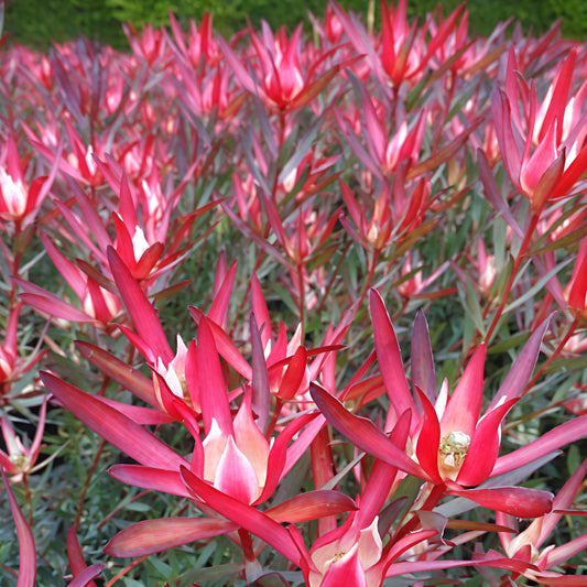 Leucadendron 'Ambrosia' (Conebush)