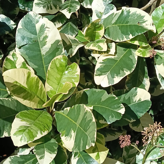Pisonia brunoniana 'Variegata' (Parapara, Birdcatcher Tree)