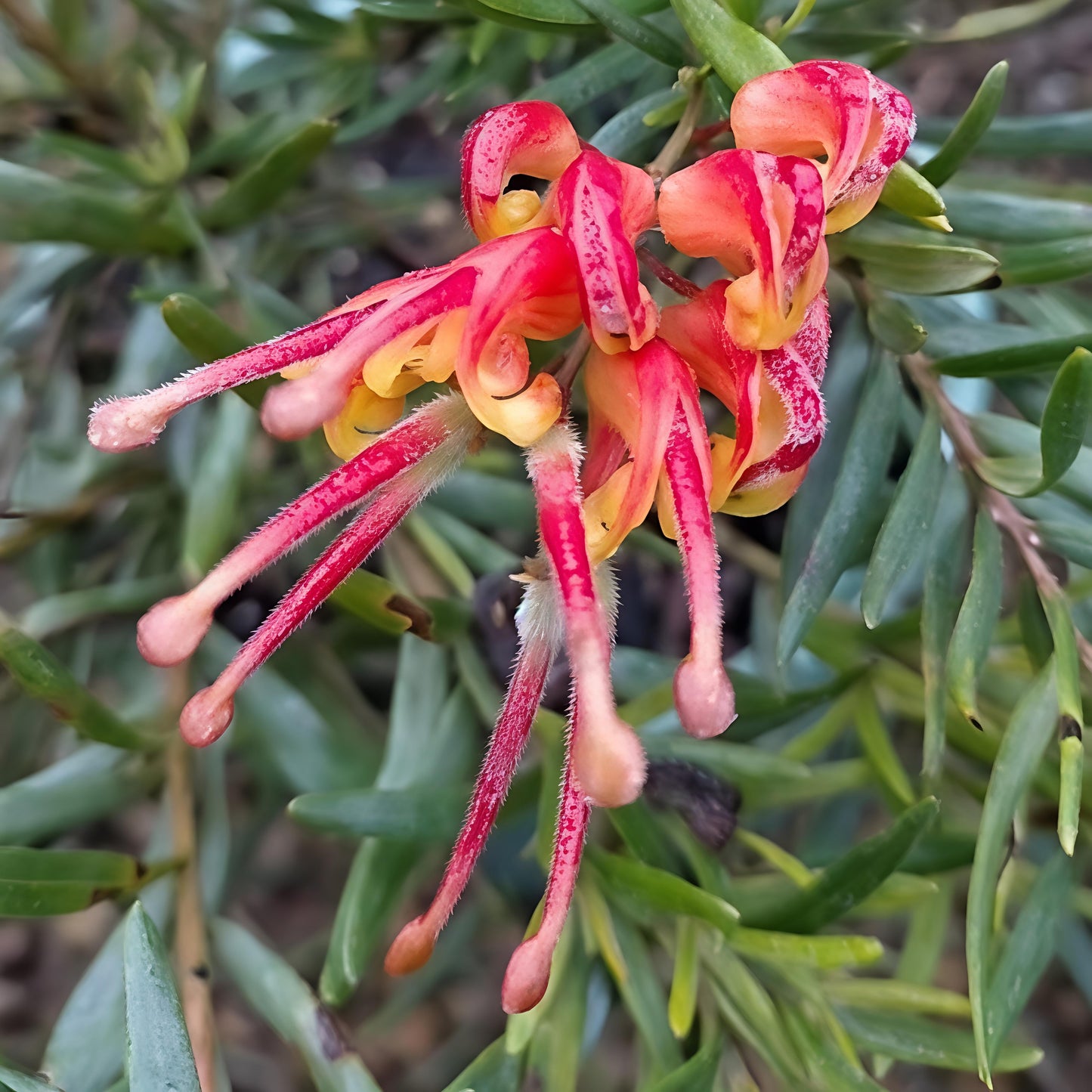Grevillea 'Tangerine Dream' (Spider Flower) Pikirangi