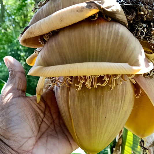 Musa basjoo (Japanese Banana)