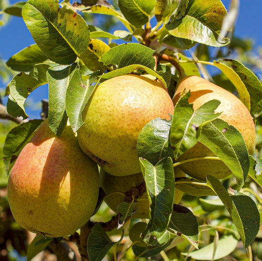 Pyrus communis 'Doyenné du Comice' (Pear)