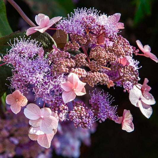 Hydrangea aspera 'Hot Chocolate' (Lacecap Hydrangea)