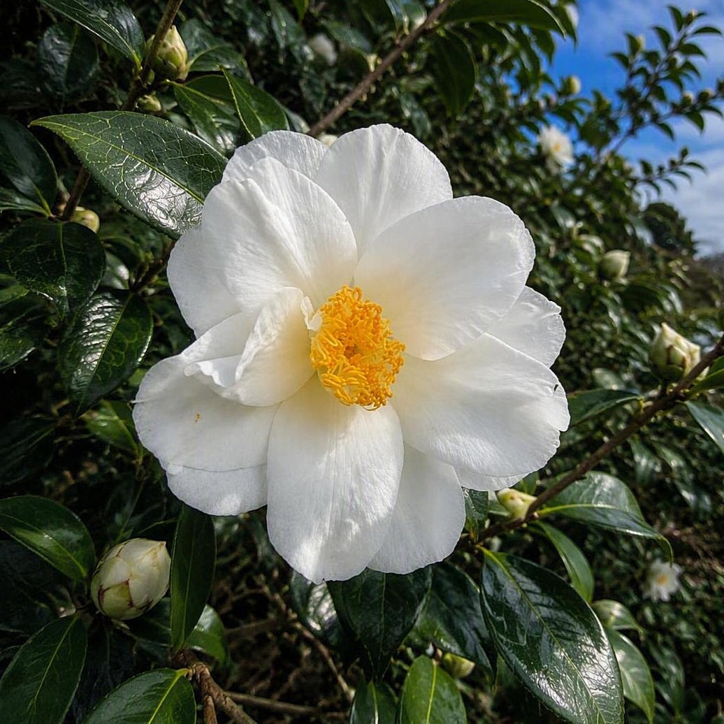 Camellia japonica 'White Hibiscus'