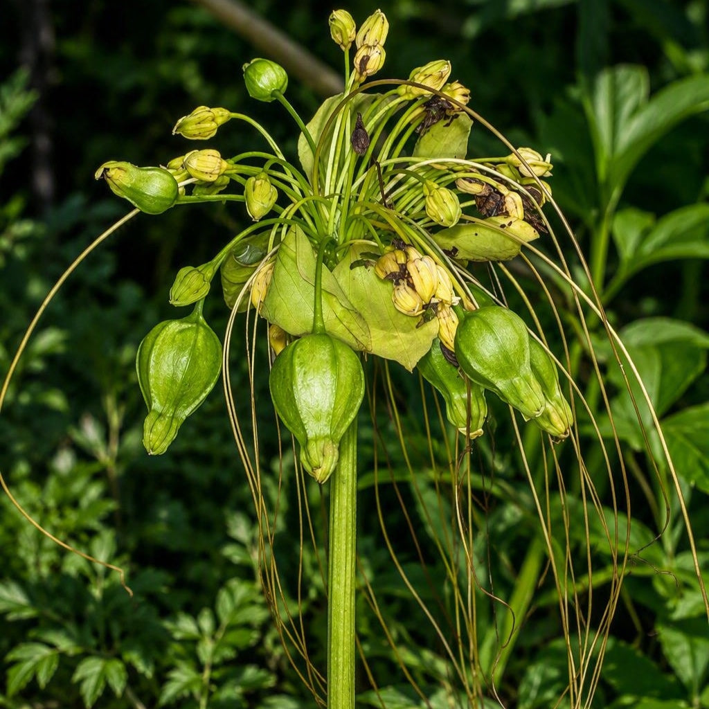 Tacca leontopetaloides (Polynesian Arrowroot)