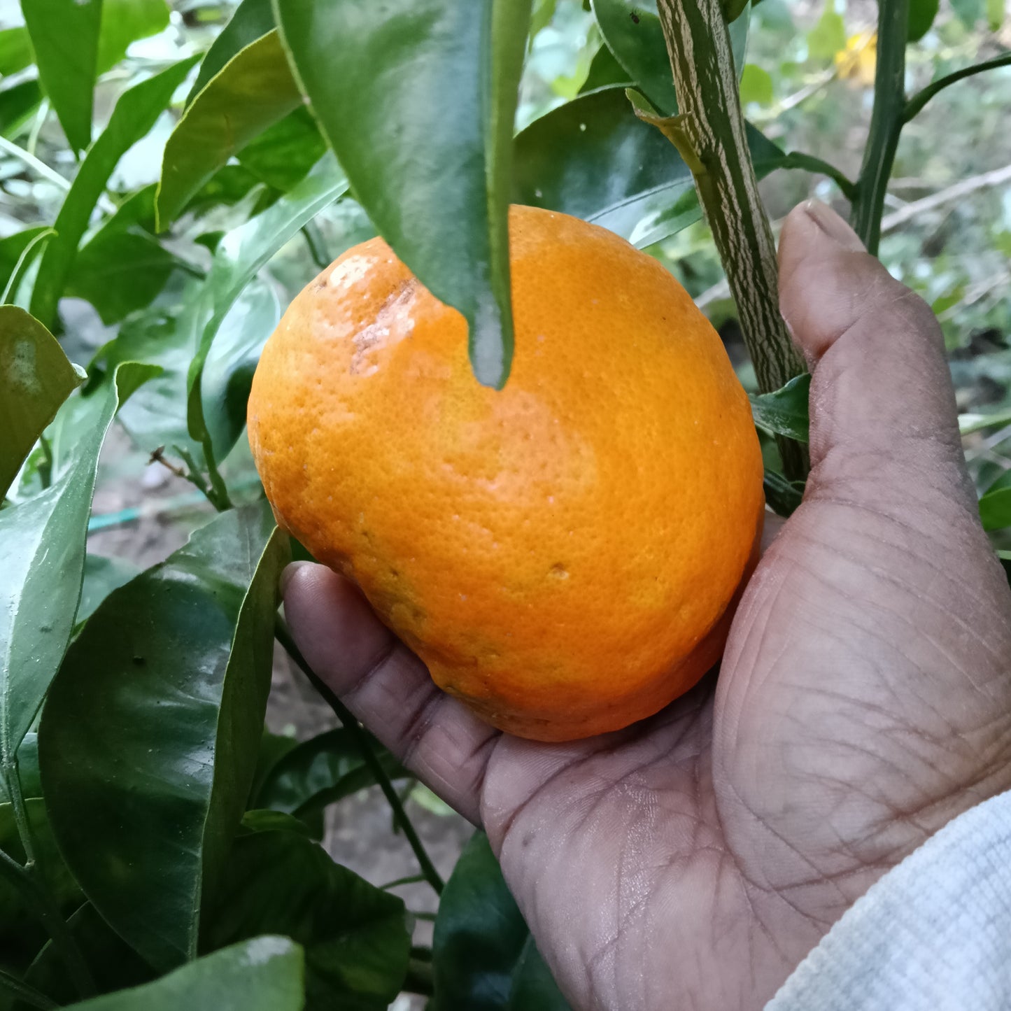 Citrus × tangelo 'Seminole' (Tangelo) Dwarf